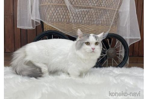 販売中のマンチカンの父親